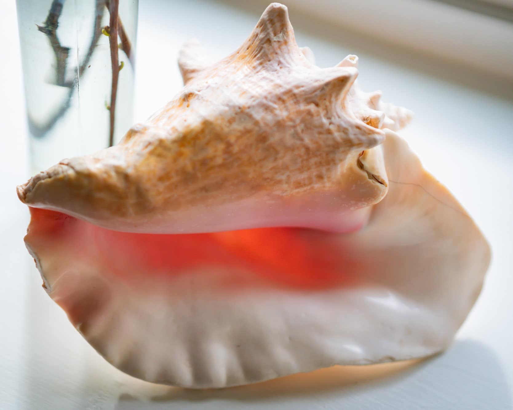 A conch shell glowing coral-pink on a white windowsill.