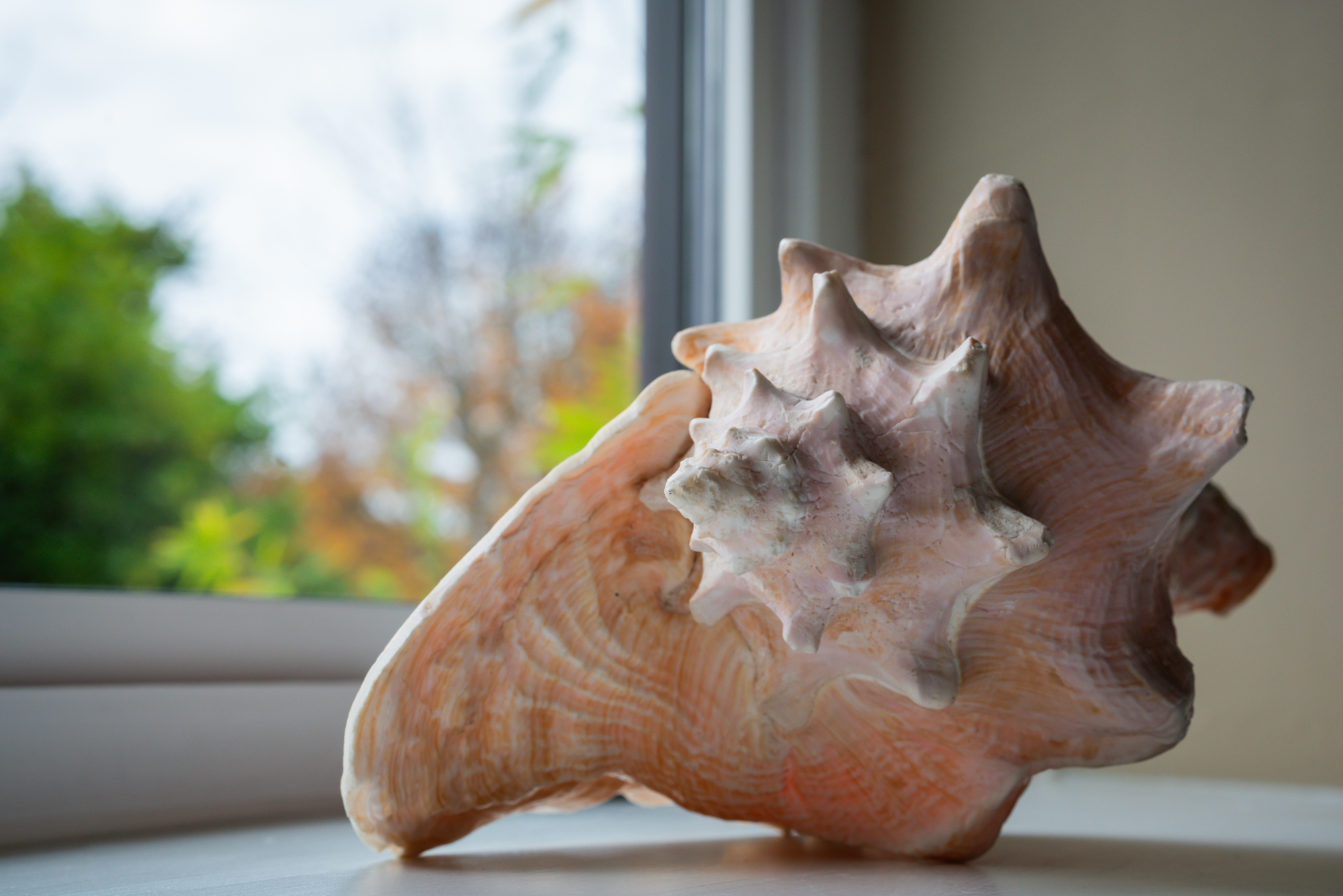 A conch shell glowing softly on a white windowsill.